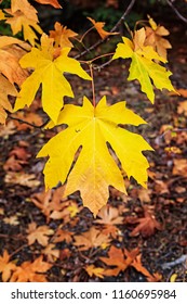 Golden Orange Bigleaf Maple