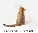 Golden orange British shorthair kitten feline actve playing waking running curious 