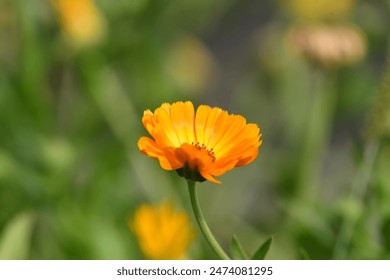 Golden orange calendula flower in the garden - Powered by Shutterstock