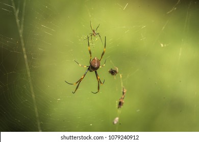 Golden Orb Spider