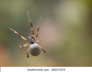 Golden Orb Spider