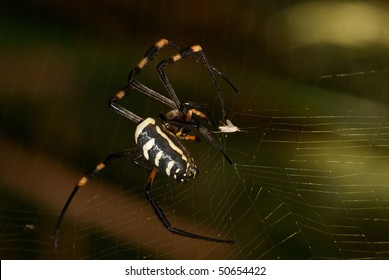 Golden Orb Spider