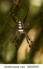 Golden Orb Spider