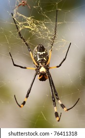 Golden Orb Spider.