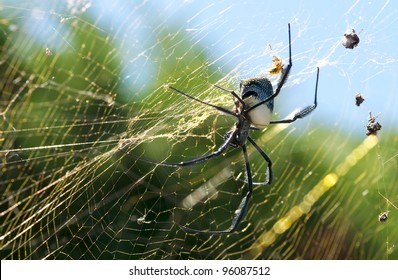 Golden Orb Spider