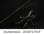 Golden orb spider in Kruger national park