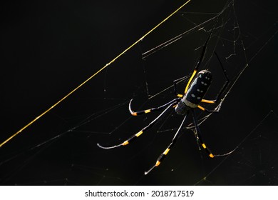 Golden Orb Spider In Kruger National Park