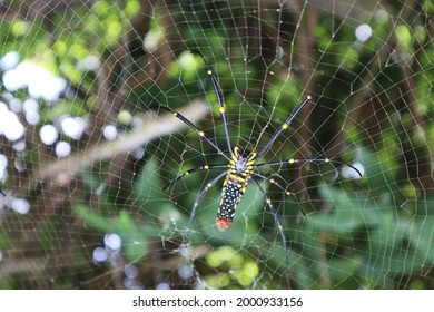 Golden Orb Spider In Lantau Trail 07 In Tai O, Hong Kong