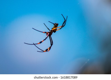 A Golden Orb Spider, Magaliesburg, South Africa.