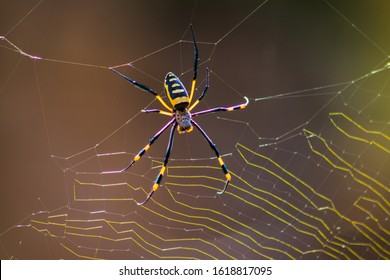 A Golden Orb Spider, Magaliesburg, South Africa.