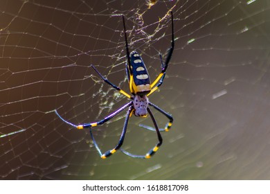 A Golden Orb Spider, Magaliesburg, South Africa.