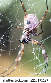 Golden Orb Spider On Web