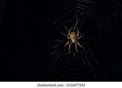 Golden Orb Spider In Their Web At Night