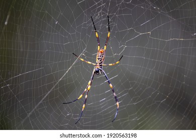 Golden Orb Spider In It's Spider Web