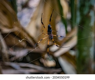 A Golden Orb Spider In The Web