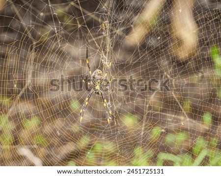 Golden Orb Spider In Web