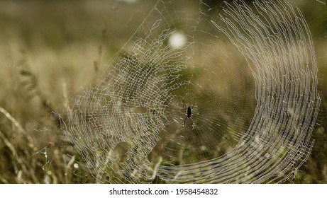 Golden Orb Spider Web In Morning Mist