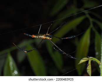 Golden Orb Weaver (Nephila Sp.) Spider