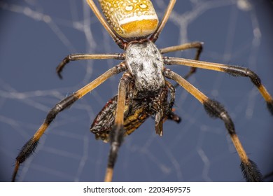 Golden Orb Weaver With Prey