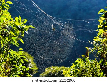 Golden Orb Weaver Spider On Its Web In Nepal