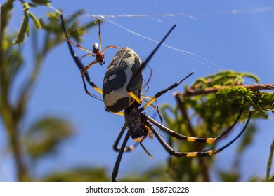 Golden Orb Weaver Spider in it's web in a tree with a young baby  - Shutterstock ID 158720228