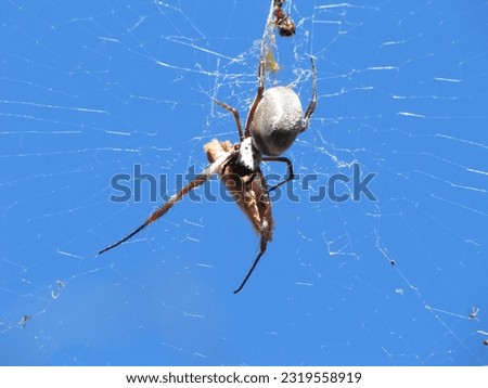 Golden orb weaving spider (Nephila) with its prey on a web in Canberra, Australia