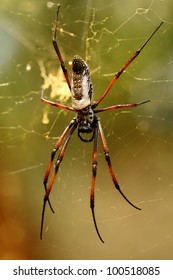 Golden Orb Web Spider