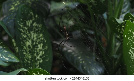 Golden Orb Web Spider In Nature