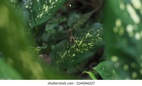 Golden Orb Web Spider In Nature