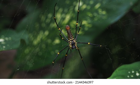 Golden Orb Web Spider In Nature