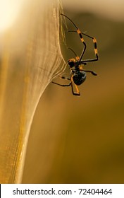 Golden Orb Web Spider On Web