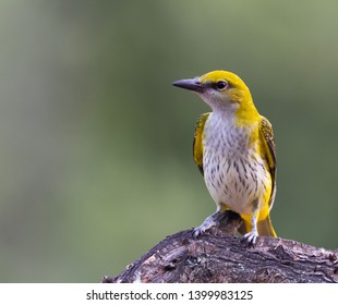 Golden Oriole female in natural habitat (Oriolus oriolus)