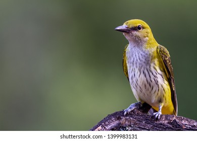 Golden Oriole female in natural habitat (Oriolus oriolus)