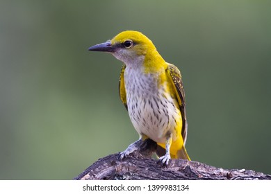 Golden Oriole female in natural habitat (Oriolus oriolus)