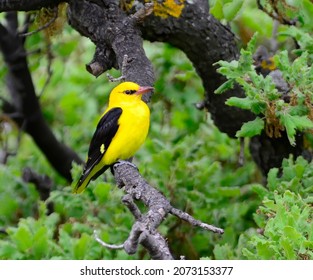 A Golden Oriole In A Forest On Lesbos