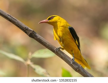Golden Oriole, male. Maharashtra, India.