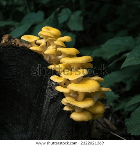 Golden Oyster Mushrooms Found in the Wild