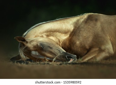 Golden Palomino Akhalteke Horse Sleeping On Stock Photo Edit Now 1535980592