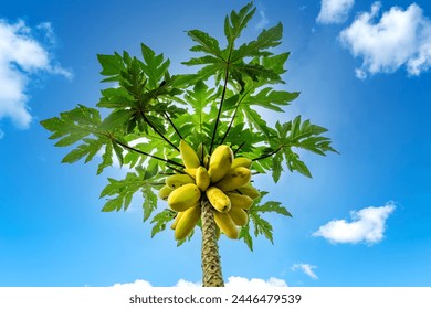 Golden papaya. It is yellow or golden in color and is famous for its delicious taste. - Powered by Shutterstock