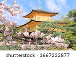 The Golden Pavilion (Kinkaku-ji Temple) and blooming sakura in Rokuon-ji complex (Deer Garden Temple), Kyoto, Japan. UNESCO world heritage site. Japanese hanami festival. Cherry blossoming season