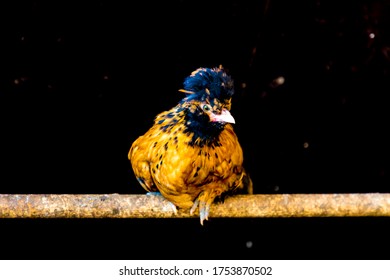 Golden Pavlov Chicken On A Branch