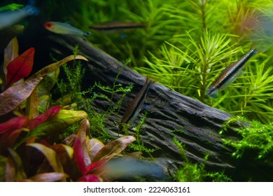 golden pencil fish search for food on oak root, aquatic plants in beautiful freshwater ryoboku detail, Amano style planted aquadesign, bright LED light colors, professional aquarium care, shallow dof - Shutterstock ID 2224063161