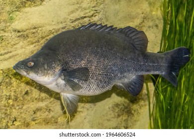 Golden Perch Or Yellowbelly Fish In Aquarium