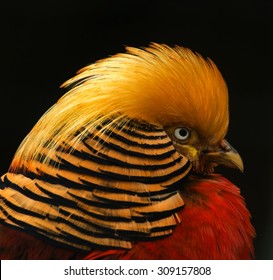 Golden Pheasant