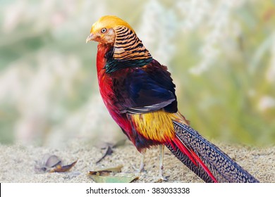 Golden Pheasant
