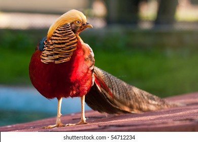 Golden Pheasant