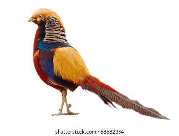 Golden Pheasant