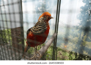 Golden pheasant in a cage also known as the Chinese pheasant or Rainbow pheasant.