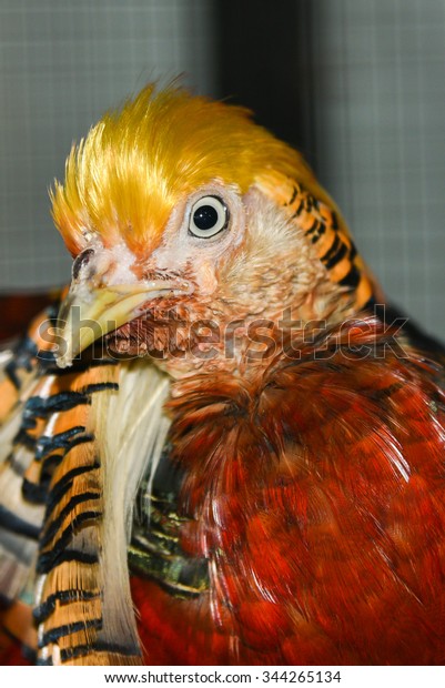 Golden Pheasant Chinese Pheasant Pet Shop Stock Photo (Edit Now) 344265134