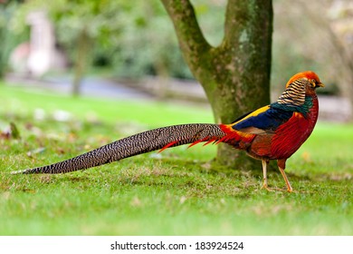 Golden Pheasant Chrysolophus Pictus Chinese Pheasant Stock Photo 183924524 | Shutterstock